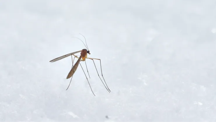 dengue-hemorragico-sintomas.jpg