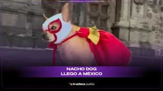 NACHO DOG_.png