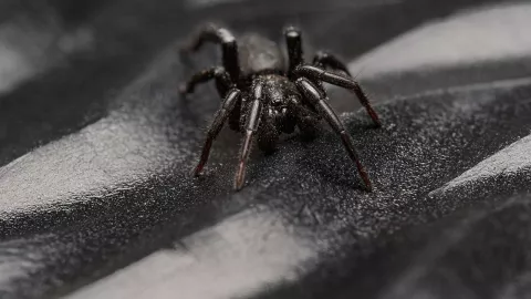 Arañas peligrosas