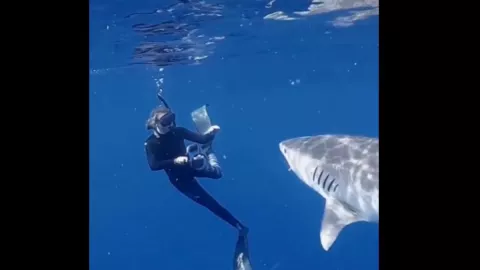 TikTok tiburón evitar ataques 2.jpg