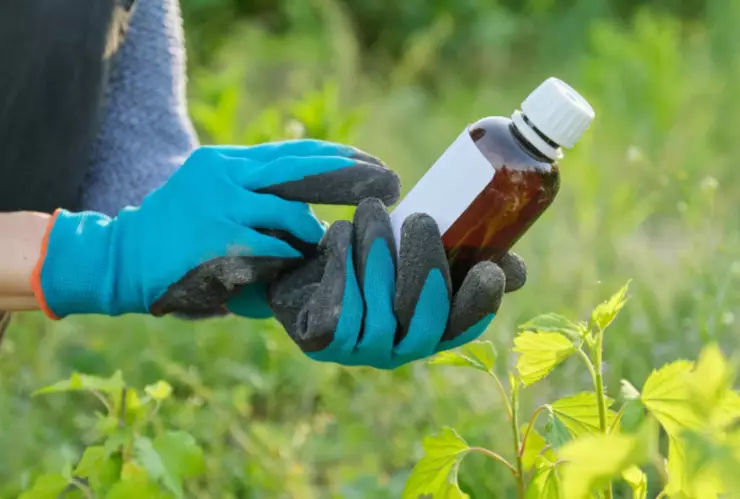 ¿Cómo preparar un insecticida con vinagre blanco y canela? Esta es la fórmula