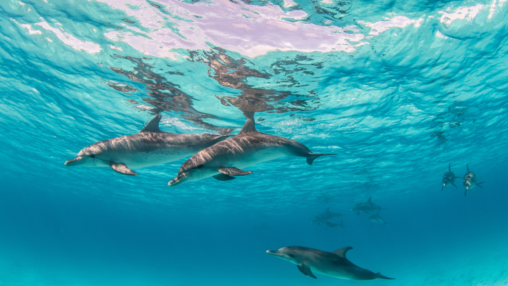 Fentanilo en delfines ¿Por qué dieron positivo y cómo llegó la droga al mar?