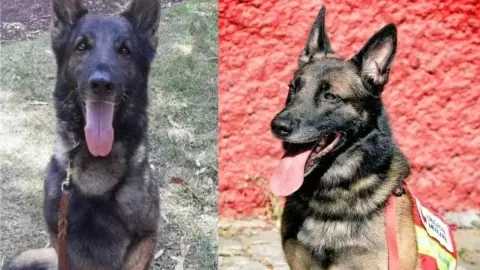 VIDEO: “Como héroe te nos fuiste” hacen corrido a Proteo, perro rescatista