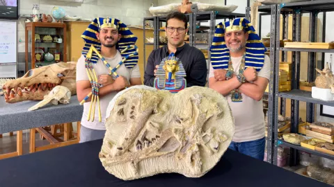 Expertos científicos junto al fósil de la ballena miniatura en Egipto