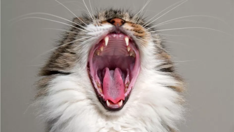 7 señales de que debes notar para saber si tu gato está consentido o sobre consentido