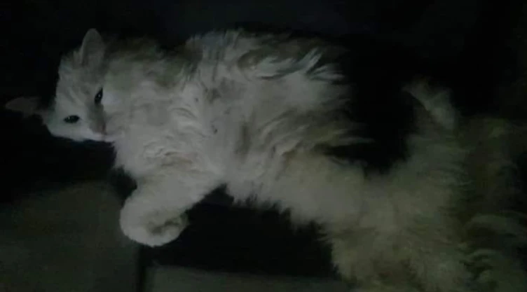 gato metro línea 12.jpg