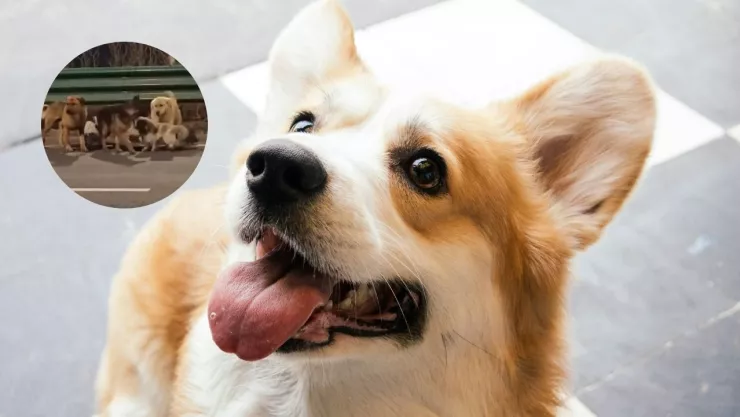 Perro corgi y captura de video de perros en China.
