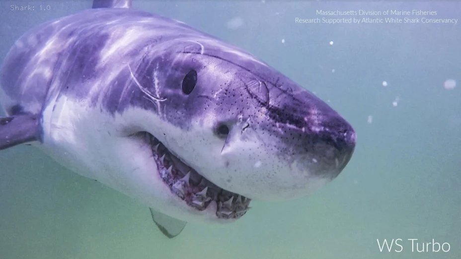 EEUU-TIBURONES BLANCOS