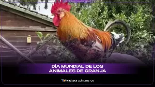 ¿Por qué se celebra el Día Mundial de los Animales de Granja?