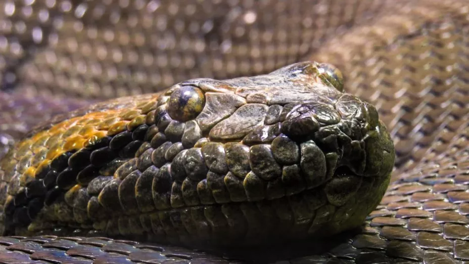 Pitón devora a una mujer