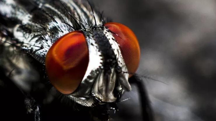 Así es la mosca que se creía extinta y fue vista de nuevo en años recientes