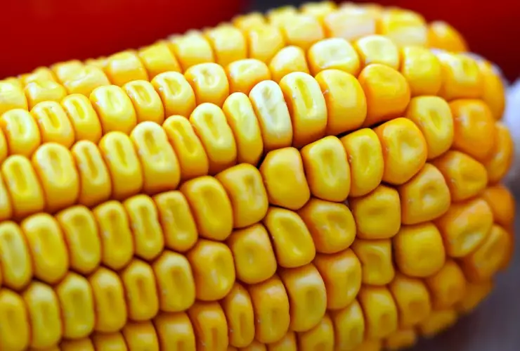 ¿Está Jalisco? La venta de elotes será PROHIBIDA este 15 de septiembre en esta ciudad