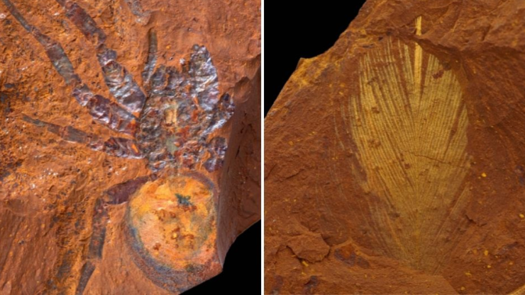 ¡Sorprendente! Hallan fósil de araña gigante y esto es lo que se sabe