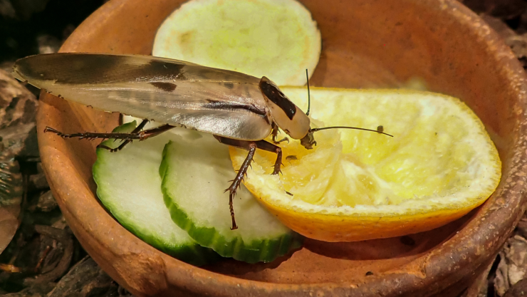 La deliciosa verdura que llevan las ensaladas y es infalible para eliminar cucarachas