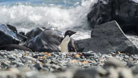 Spending Time in Antarctica Before and After the Inauguration of the New Brazilian Research Base