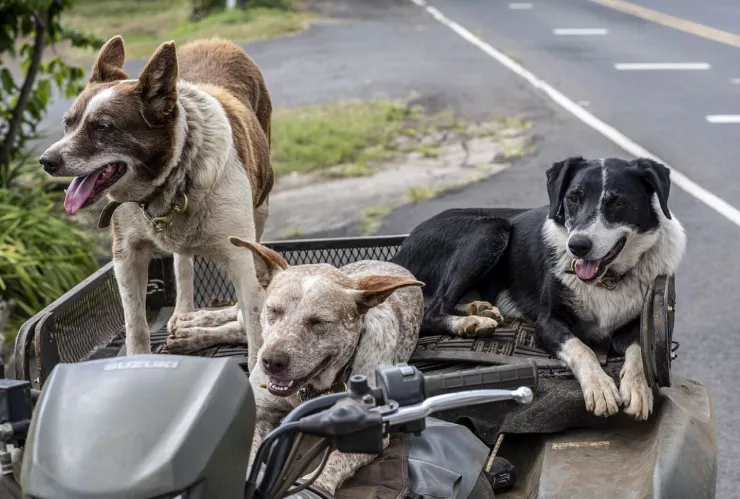 Así afecta el horario de invierno a las mascotas