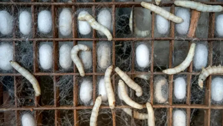 Alerta de miasis en el cerebro por gusano barrenador en humanos: Riesgos y síntomas