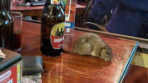 Cae rata en mesa de bar.