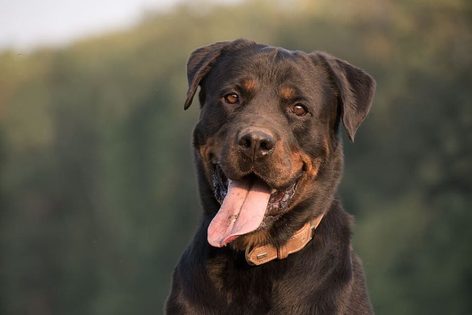 perros, razas, inteligentes, cuáles son Pxfuel.jpg