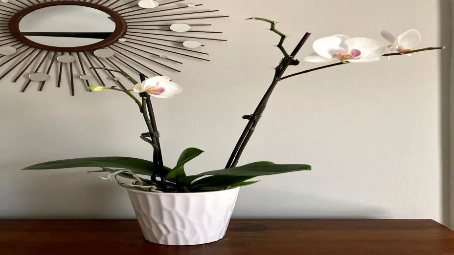 orquídea_AP.jpg