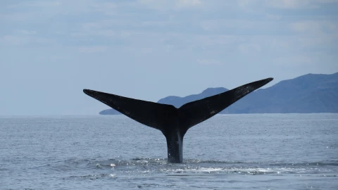 La ballena azul, se desplaza desde los gélidos mares de Alaska para arribar a las aguas de México en el Parque Nacional Bahía de Loreto donde se reproduce y tiene a sus crías.