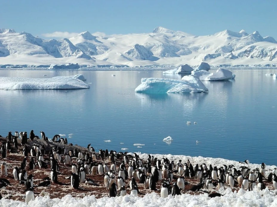 Pingüinos Adelia