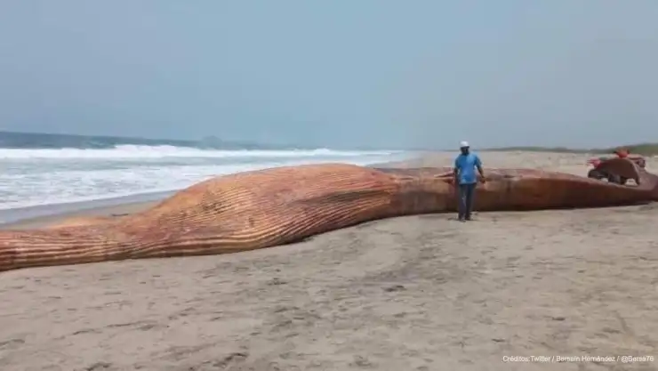 ballena encallada playas oaxaca.jpg