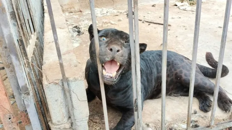 Jaguar negro.jpg