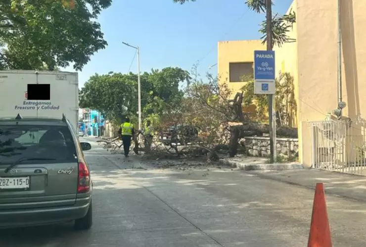 Tráfico por árbol caído en la calle 60 norte (FOTOS)