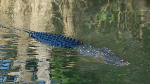 Captura a cocodrilo de 3 metros en Puerto Vallarta; ¿aumentó la presencia de estos reptiles