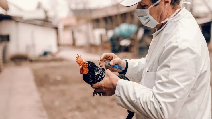 Contagio por gripe aviar