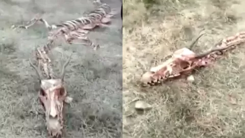 Esqueleto dragón China