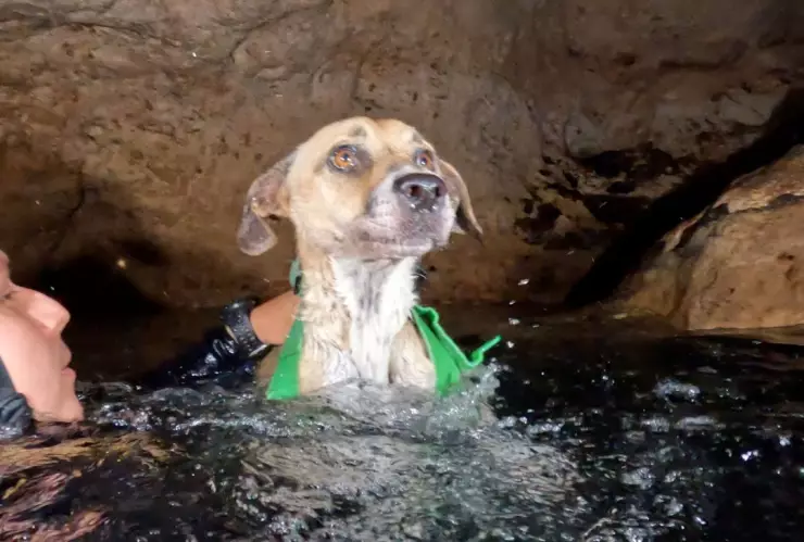 perrita cenote Yucatán