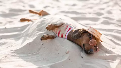 Un perrito descansa en la arena y tiene un sombrerito para protegerse del sol