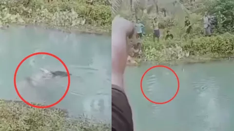 Cocodrilo ataque en Indonesia