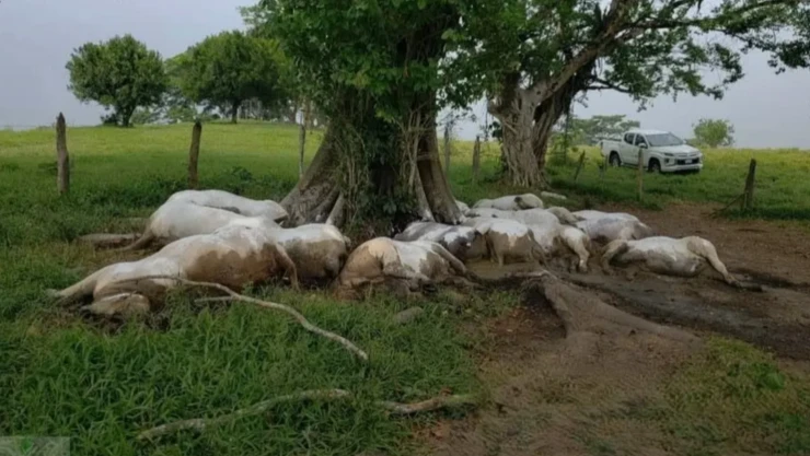 Rayo mata a 14 bovinos en Pichucalco durante fuertes tormentas en Chiapas