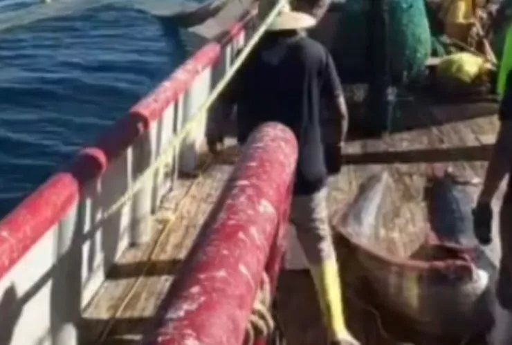 Hallazgo en altamar: pez remo gigante sorprende a tripulación en Puerto Peñasco