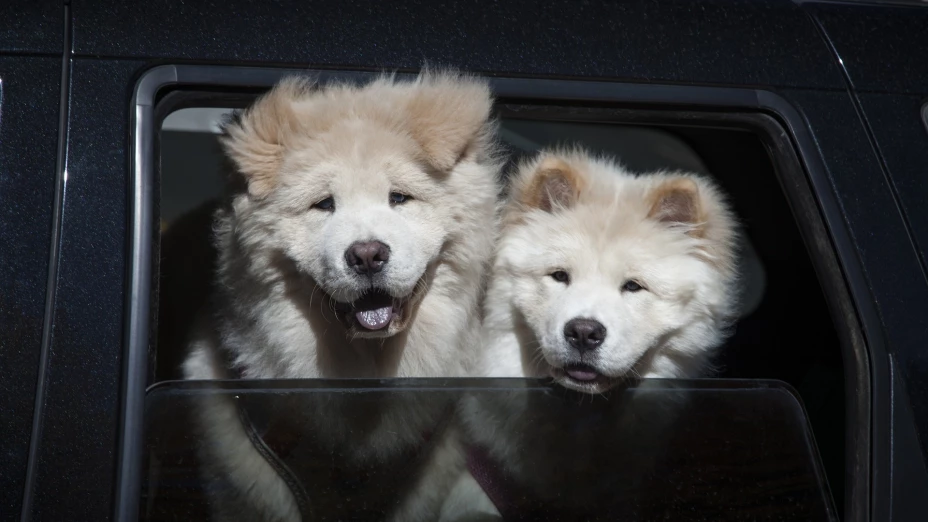Los requisitos para viajar con tu mascota en autobús de Jalisco ¡Seguro y cómodo!