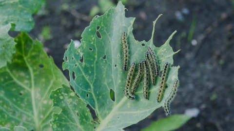 Seguro no lo sabías: Las plantas que atraen insectos a tu hogar