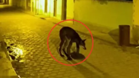 Hombre se convierte en perro en Veracruz