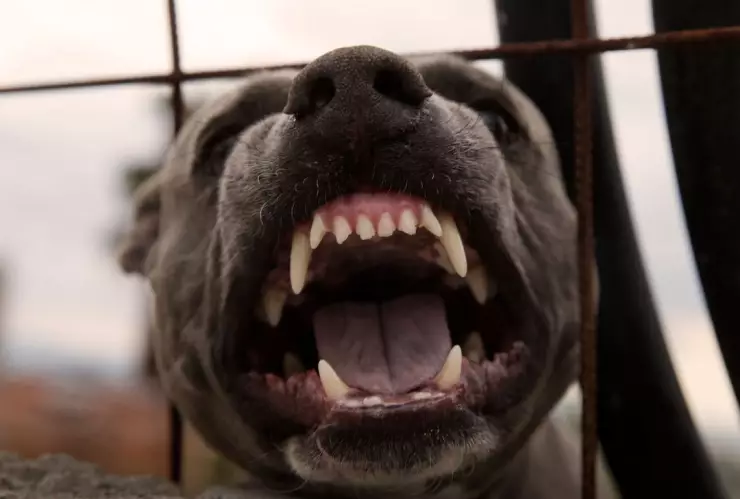 Ataque de perro en Gales del Sur