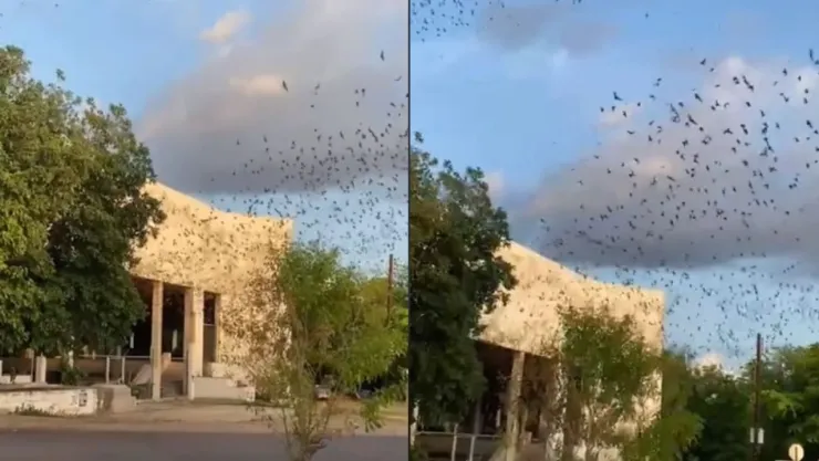 Murciélagos salen volando de edificio en Culiacán