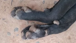 Perros envenenados en Culiacán