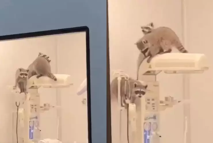 captan a mapaches en el ISSSTE de Acapulco, Guerrero