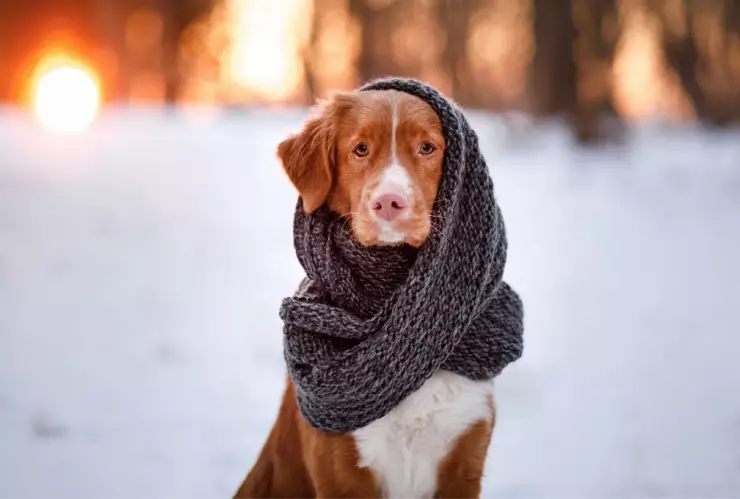 ¿La ropa realmente protege a tu perro de las bajas temperaturas?