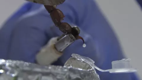 Altas ganancias por ordeñar veneno de escorpiones para producir medicamento.