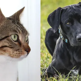 /estilo-de-vida/que-prefieres-perros-o-gatos-psicologia