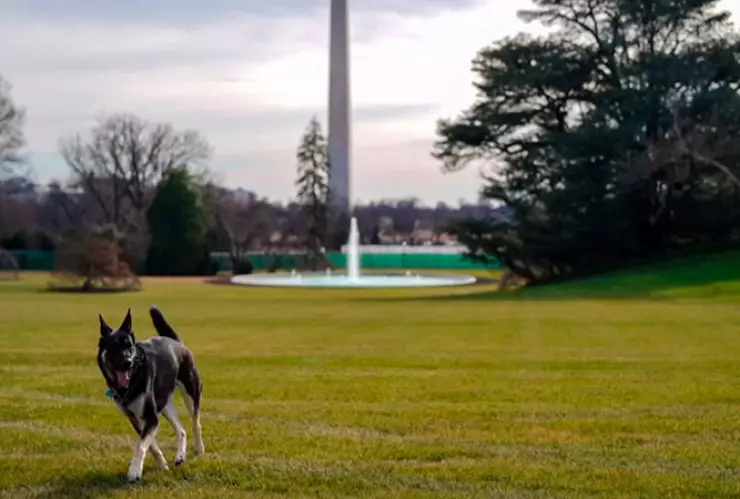 Champ y Major, los dos perritos del presidente Joe Biden, ya pasean por los jardines de la Casa Blanca,