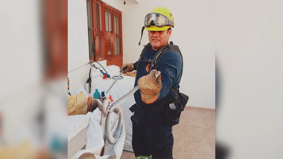 Rescatan serpiente de más de un metro en casa de Guanajuato capital.png