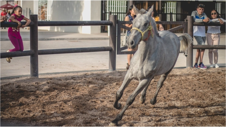 ¿Qué es, dónde ver y qué actividades hay en la Expo Ganadera en la Feria de San Marcos 2024?